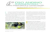 El OSO ANDINO - amc.edu.mx › ... › PDF › 09_OsoAndino.pdf · nocer estas especies a todo el público para mantener el tesoro con el que han sido premiados pocos en el pla-neta: