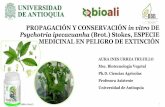 PROPAGACIÓN Y CONSERVACIÓN in vitro DE Psychotria ... · fitomejoramiento Ventajas adicionales: Largos periodos de almacenamiento ... Taxonomía Descripción Distribución Reino