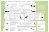 EEllss oocceellllss mmééss ccoommuunnss dd ... · Un dels ocells més comuns del ca nyissar. T ot i ser relativament petit (menys de 20 cm), és fàcil de detectar pel seu distintiu