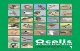 0 llibret ocells filmació - sjdespi.net · 2018-07-06 · Ocells de Sant Joan Despí Família:Ardeidae Adult Jove •Distribució i època d’observació Ardea cinerea Mides: 90-98