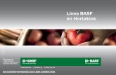 Línea BASF en Hortalizas · siembra de hortalizas, desde las malezas difíciles durante la emergencia y desarrollo del cultivo, hasta enfermedades e insectos en todos los estadíos.