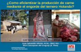 ¿Como eficientizar la producción de carne mediante el ...Terneros Consumo Holando Puntos a favor en el contexto ganadero actual Nacimientos disponibles para la producción de carne.