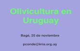 Olivicultura en Uruguay - Secretaria da Agricultura ... · – Nov 2013, Ecofisiología del cultivo del olivo - Prof. Luis Rallo – Jun 2014, Poda – Claudio Cantini – Feb 2016,