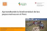 Aprovechando la biodiversidad de las papas ti l P únativas en el …rimisp.org/wp-content/uploads/2013/05/papa-andina.pdf · 2015-01-05 · Aprovechando la biodiversidad de las papas