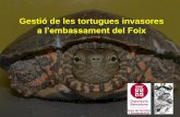 a l’embassament del Foixxarxaenxarxa.diba.cat/sites/xarxaenxarxa.diba.cat/files/...Objectius generals del programa del Foix 1. Preservar i recuperar la població de la tortuga de