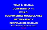 TEMA 1: CÉLULA. CONFERENCIA 11. TÍTULO: …uvsfajardo.sld.cu/.../files/...celular_parte_ii_.pdfLa respiración celular: CONCLUSIONES •El metabolismo es un proceso continuo de intercambio