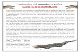 Los Cocodrilos - thelearningpatio.com · Los oodrilos son los animales más 7randes de la espeie reptilita. Tiene una vida semia uáti a, lo que quiere deir que pueden pasar tiempo