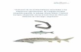“Avaluació de les problemàtiques associades a les ... · “Avaluació de les problemàtiques associades a les migracions reproductives de l’anguila europea (Anguilla anguilla
