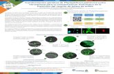 Presentación de PowerPointweb.fedepalma.org/bigdata/reunion2016/poster/42poster.pdf · Proteína Verde Fluorescente Proteína Roja Fluorescente 1. Vélez D, Rodríguez J, Mestizo