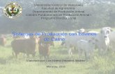 Sistemas de Producción con Bovinos de Carne...Producción de animales (250 - 300 kg PV) para el sistema de ceba Vaca-Novillo Ceba de las crías nacidas en la finca • Becerro(a)