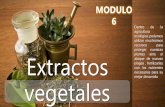 Extractos vegetales · •Muele en el mortero o licúa los ajos y los ajíes. •Déjalos sumergidos en un 1 litro de alcohol durante 7 días para que se transfieran la mayor cantidad
