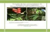 Estudio de las comunidades de Palmas en dos …siatpc.iiap.org.co/docs/avances/ecpalmas.pdfLas palmas comprenden aproximadamente 2360 especies, agrupadas en 189 géneros y distribuidas