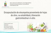 Encapsulación de oleuropeína proveniente de hojas de olivo ... · En Chile, el cultivo del olivo posee una superficie plantada estimada al año 2015 de 27.000 hectáreas. Arbequina