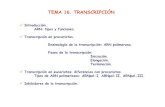 TEMA 16. TRANSCRIPCIÓNpersonales.us.es/csm/docs/teoria/Tema 16.Transcripcion.pdfTEMA 16. TRANSCRIPCIÓN Introducción. ARN: tipos y funciones. Transcripción en procariotas. Enzimología
