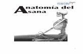 Anatomía del sana · 2017-08-31 · 3 Introducción Bienvenidos al curso de Anatomía del Asana. Este curso está diseñado para profesores de yoga que tienen ciertos conocimientos