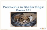 Parvovirus in Shelter Dogs: Parvo 101 · • ANY unvaccinated dog of any age • Puppies, co-infected dogs more susceptible to severe disease • MDA to one strain may provide less