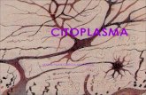 CITOPLASMA - WordPress.com · El Citoplasma En células eucariotas constituye el espacio celular situado entre las membranas celulares citoplasmática y nuclear o la membrana de algunos