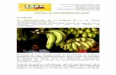 JUEVES, 21 DE FEBRERO DE 2019 - COAG Canarias · 2019-02-21 · El anuncio de unas mayores cuotas de liberalización de la banana ... Las Palmas de Gran Canaria: C/. Miguel Sarmiento,