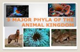 MAJOR PHYLA OF THE ANIMAL KINGDOM - WA Eagles 220waeagles220.weebly.com/.../2014_animal_notes__9mjrphylum.pdf · 2019-10-25 · Phylum: NEMATODA Roundworms ... Phylum: CHORDATA Class: