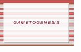 GAMETOGENESIS...2012/08/26  · Luego al terminar meiosis I se transforman en ovocitos secundarios (n) que sufren meiosis II OVOGÉNESIS Definición de Espermatogénesis Proceso de