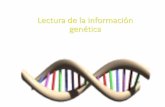 Lectura de la información genética - WordPress.com...Lectura de la información genética. El ADN El ARN CARACTERÍSTICA ADN ARN Hebras Bicatenario y antiparalelas Monocatenario