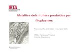 Malalties dels fruiters produïdes per fitoplasmes · Malalties dels fruiters produïdes per fitoplasmes. Amparo Laviña, Jordi Sabaté i Assumpció Batlle IRTA, Patologia Vegetal.