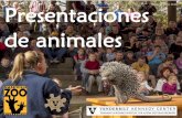 Presentaciones de animales - Vanderbilt University · 2018-04-26 · de animales Photos by Amiee Stubbs . En el zoológico, tal vez iré a ver una presentación de animales. ... Cuando