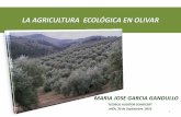 LA AGRICULTURA ECOLÓGICA EN OLIVAR...cultivos de abono - Las técnicas de cultivo deben contribuir a mantener y mejorar la fertilidad del suelo - Uso de preparados biodinámicos etc.