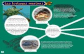 Las tortugas marinas - bibliofep.fundacionempresaspolar.org · Las tortugas marinas. or 180 hembr T x encuentr na El cardón (Dermochelys coriácea) se diferencia de las otras especies