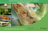 Guía de Síntomas y Daños del Gusano de la Mazorca … · 2018-06-20 · Las pupas se encuentran en el suelo a una profundidad de 4-10 cm, o en cápsulas de algodón o mazorcas