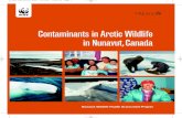 Contaminants in Arctic Wildlife in Nunavut,Canadad2akrl9rvxl3z3.cloudfront.net/downloads/contaminantsinarcticwildlifeinnunavut.pdfstances, such as those being detected in Arctic wildlife