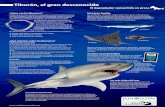 Tiburón, el gran desconocido€¦ · Tiburón blanco (Carcharodon carcharias) Gran raya manta (Mobula mobular) Pez guitarra (Rhinobatos spp.) Tiburón martillo (Sphyrna spp.) Tiburón