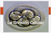 La División Celular · La división celular es, en realidad, un proceso doble. Estos dos procesos son:-la división nuclear, o CARIOCINESIS-la división citoplásmica, o CITOCINESIS