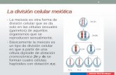 La división celular meióticaLa división celular meiótica •La meiosis es otra forma de división celular que se da solo en las células sexuales (gametos) de aquellos organismos