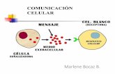 Marlene Bocaz B....unen células epiteliales a la matriz extracelular que conforma la lamina basal. •Su morfología es similar a los desmosomas, pero la proteína es Integrina, las