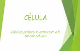 CÉLULA - Independencia · Permite mantener la forma de la célula y la presión osmótica interna del citoplasma. pared celular semejanzas: Situada por fuera de la membrana citoplasmática.