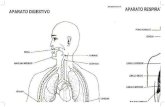 mapa mural anatomia humana compilado4x6l...aparato digestivo inferior faringe e so-fago aparato respirx fosas lobulØ losulo inferior