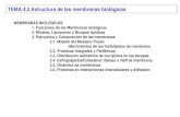 TEMA 4.2.Estructura de las membranas biológicasumh1163.edu.umh.es/wp-content/uploads/sites/838/2018/02/...TEMA 4.2.Estructura de las membranas biológicas MEMBRANAS BIOLÓGICAS: 1.