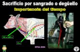 32 a 126 s 8 s EFSA 2004 - Colegio de Veterinarioscvpba.org/wp-content/uploads/2017/10/BromatologiaG... · Dependen del tamaño del animal y la eficacia del noqueo 10 kg. de sangre