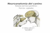 Sistema nervioso periférico Nervios espinales · 2011-07-01 · Nervios espinales Dr. ISMAEL CONCHA A. iconcha @ust.cl . XI- N. Espinal accesorio M esternomastoideo, M cleidomastoideo,
