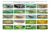 #596-01 Anfibios Cordillera Azul a3 - Field Guides · Parque Nacional Cordillera Azul, San Martín, Loreto, Ucayali y Huánuco, PERÚ ANFIBIOS de Cordillera Azul Kaitlin Tasker y
