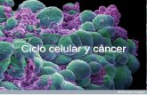 Ciclo celular y cáncer - WordPress.com · 2010-05-21 · ciclo celular o inician el proceso de apoptosis • Detienen el crecimiento en respuesta a daño a DNA o a señales extracelulares