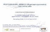 PESTIVIRUS DEL REBECO (Rupicapra pyrenaica) EN CATALUÑAsief.it/data/documents/10_Lavin_Pestivirus.pdf · - Importancia de los procesos secundarios (hemoparásitos, neumonías, …)