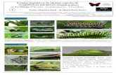 Estados inmaduros de algunas especies de MARIPOSAS …...Estados inmaduros de algunas especies de MARIPOSAS DIURNAS (Papilionoidea) en La Minga (Choachí - Cundinamarca - Colombia)