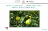 Presentación de PowerPoint - gob.mx€¦ · hospederos de moscas de la fruta (Naranja Dulce y Mango). Zona Bajo Control Fitosanitario 1,361 97.28 0.1786 27 municipios del estado