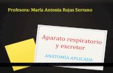 Profesora: María Antonia Rojas Serranomariarojas.iescla.org/.../10/Ap-respiratorio-y-excretor.pdfexcretor. El aparato urinario está formado por los riñones y las vías urinarias.-Los