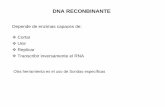 DNA RECONBINANTE - UMAIweblog.maimonides.edu/biologia/archives/Clase DNA... · • Los cuatro nucleótidos trifosfato (dATP, dCTP, dGTP y dTTP). • Nucleótidos didesoxi (ddATP,