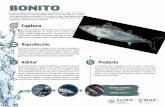 BONITO - gob.mxBONITO Forma parte importante de la ˜ota litoral de cerco y la ˜ota artesanal, que lo captura fundamentalmente con trampas como las morunas, redes de enmalle, trasmallos,