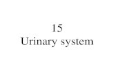 Urinary system - 神戸大学附属図書館 · Renal corpuscle 2. Vascular pole. Human, MG stain, x 250. BS BS BS. 15-14. Renal corpuscle 3. ... Human, MG stain, x 50. 15-17. Renal