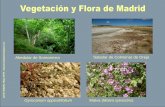 Abedular de Somosierra Saladar de Colmenar de Oreja ......rosáceas y labiadas. · Aproximadamente el 10% de las especies (252) son endemismos que habitan solo en la península Ibérica.